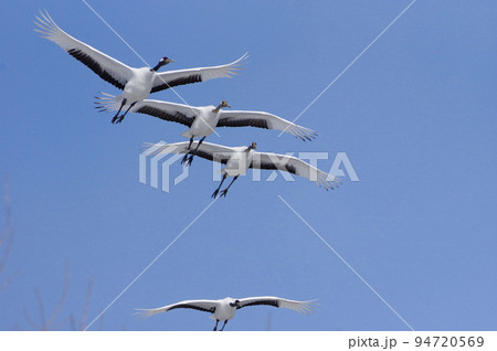 青空とタンチョウ red-crowned crane  青空とタンチョウ red-crowned crane  94720569