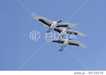 青空とタンチョウ red-crowned crane 青空とタンチョウ red-crowned crane 94720570