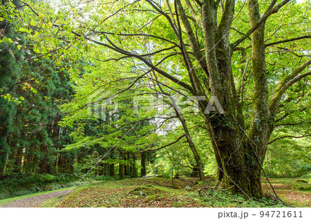 獅子ヶ鼻湿原 大樹の出迎え 獅子ヶ鼻湿原 大樹の出迎え 94721611