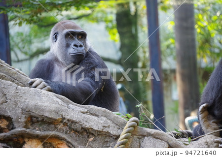 動物園で飼育されているニシローランドゴリラ 94721640