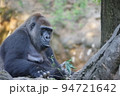 動物園で飼育されているニシローランドゴリラ 94721642