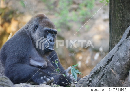動物園で飼育されているニシローランドゴリラ 94721642