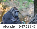 動物園で飼育されているニシローランドゴリラ 94721643