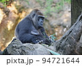 動物園で飼育されているニシローランドゴリラ 94721644