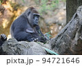 動物園で飼育されているニシローランドゴリラ 94721646