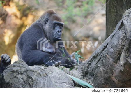 動物園で飼育されているニシローランドゴリラ 94721646