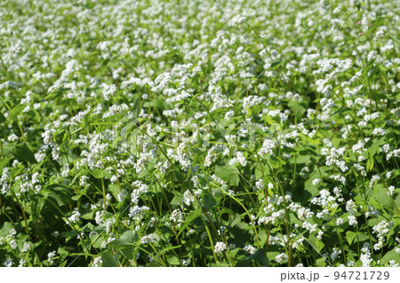茨城県北常陸太田市の常陸秋そばの花畑 茨城県北常陸太田市の常陸秋そばの花畑 94721729