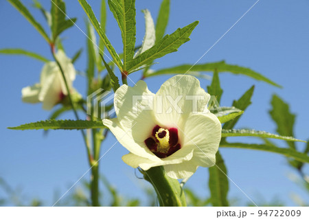 夏の菜園のオクラの花 夏の菜園のオクラの花 94722009