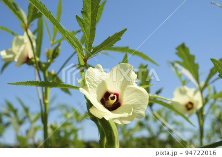 夏の菜園のオクラの花 夏の菜園のオクラの花 94722016