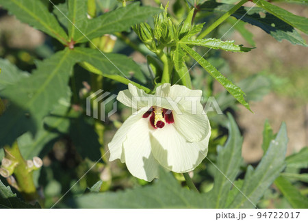 夏の菜園のオクラの花 夏の菜園のオクラの花 94722017