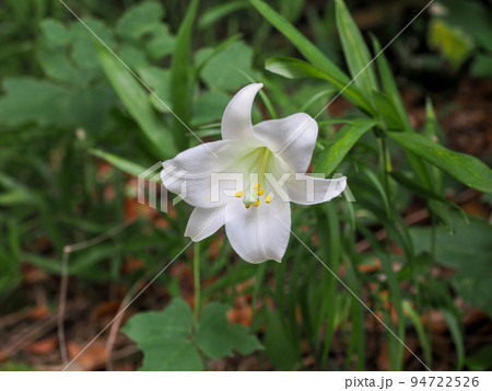タカサゴユリ（白百合） 94722526