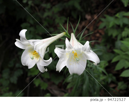 タカサゴユリ（白百合） 94722527