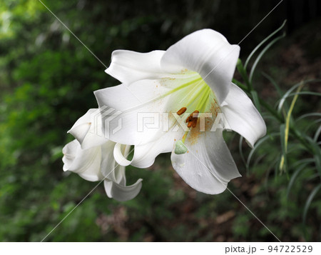 タカサゴユリ（白百合） 94722529