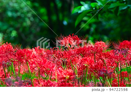 彼岸花 94722598