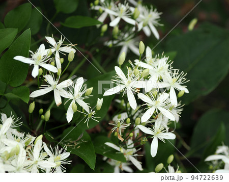センニンソウ(仙人草) センニンソウ(仙人草) 94722639
