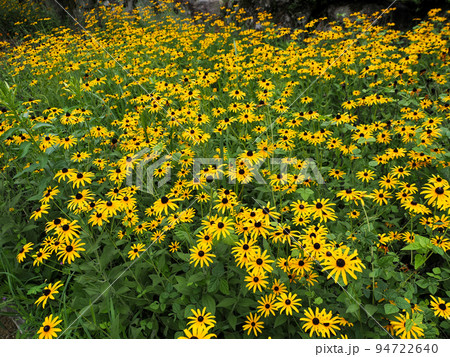 アラゲハンゴンソウ(ルドベキア・ヒルタ) アラゲハンゴンソウ(ルドベキア・ヒルタ) 94722640