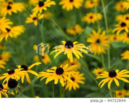 アラゲハンゴンソウ（ルドベキア・ヒルタ） 94722644