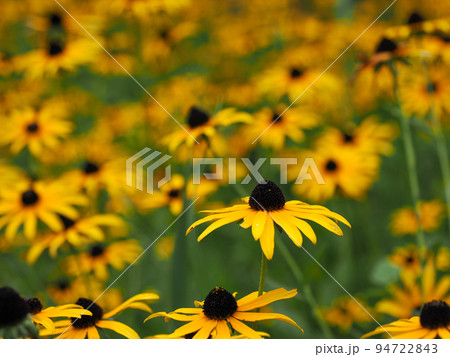 アラゲハンゴンソウ(ルドベキア・ヒルタ) アラゲハンゴンソウ(ルドベキア・ヒルタ) 94722843