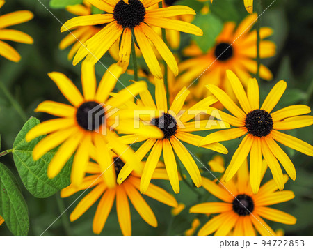 アラゲハンゴンソウ(ルドベキア・ヒルタ) アラゲハンゴンソウ(ルドベキア・ヒルタ) 94722853