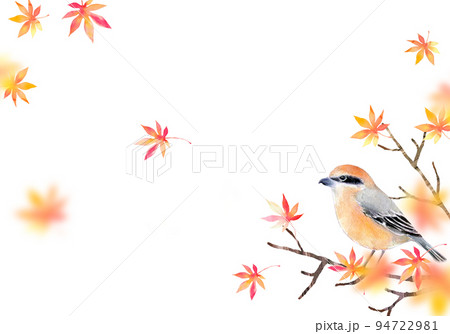 紅葉とモズ　背景素材　水彩イラスト 94722981