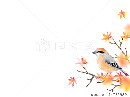 紅葉とモズ　背景素材　水彩イラスト 94722989