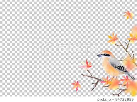 紅葉とモズ　背景素材　水彩イラスト 94722989