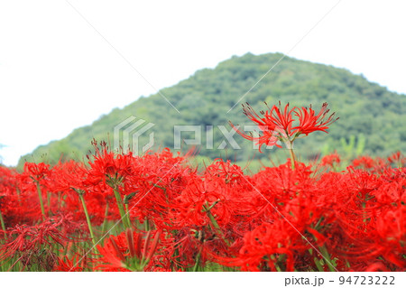 東秩父村 安戸河原の満開の彼岸花 94723222