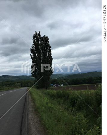 ケンとメリーの木 94723326