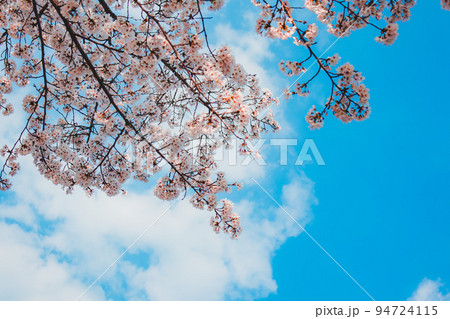 桜 木 空 94724115
