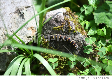 セスジスズメガの幼虫 94724120