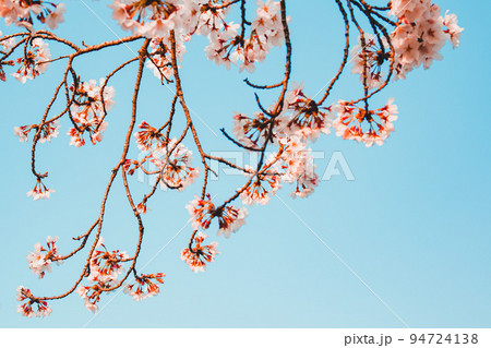 桜 木 空 94724138