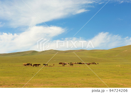 Herd of horses in the pasture in the steppe Herd of horses in the pasture in the steppe 94724206