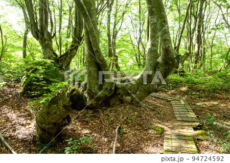 あがりこのブナの森へ　獅子ヶ鼻湿原　秋田県 94724592