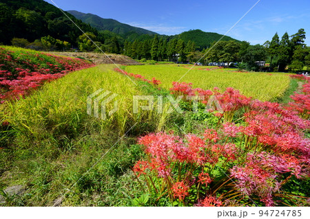 葛城一言主神社のヒガンバナ 94724785