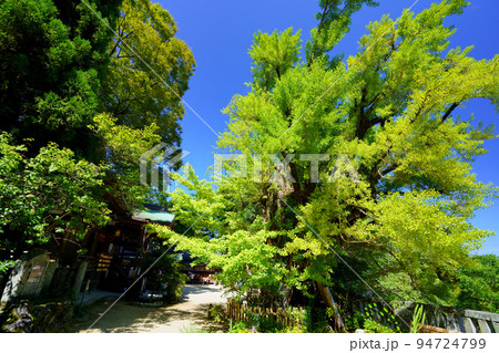 葛城一言主神社の乳銀杏・秋晴れ 94724799