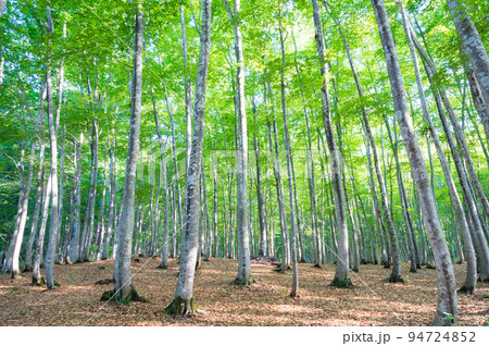 新潟　美人林 94724852