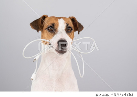 Jack russell terrier dog holding a type c cable in his teeth on a white background.  94724862