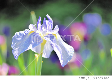 白い花菖蒲 白い花菖蒲 94725182