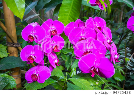 Orchid flower, Phalaenopsis Orchid flower, Phalaenopsis 94725428