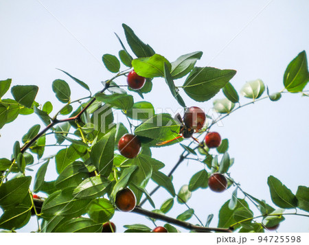 木に生るナツメの実と齧る蜂 木に生るナツメの実と齧る蜂 94725598