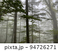 霧深い幻想的な西大台の原生林群 94726271