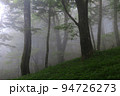 濃霧の原生林　西大台にて 94726273