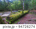 西大台の苔むす倒木 94726274