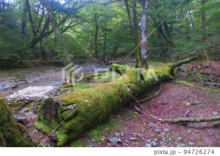 西大台の苔むす倒木 94726274