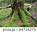 苔を纏った樹木　西大台 94726275