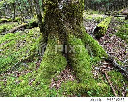 苔を纏った樹木　西大台 94726275