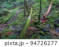 西大台の苔保護地区 94726277