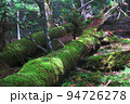 木漏れ日当たる苔群生地　西大台　大台ヶ原 94726278
