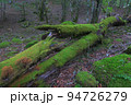 静かな佇まいの苔むす倒木　西大台 94726279