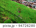 苔の絨毯に舞い落ちた葉 94726280